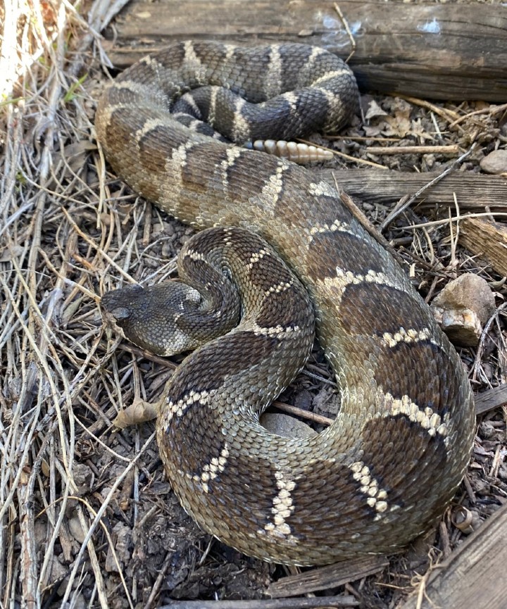 Northern Pacific Rattlesnake